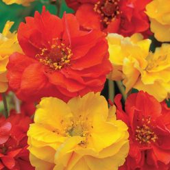 Sunbeam Mix Geum Seeds