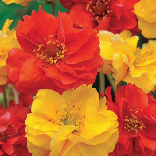 Sunbeam Mix Geum Seeds