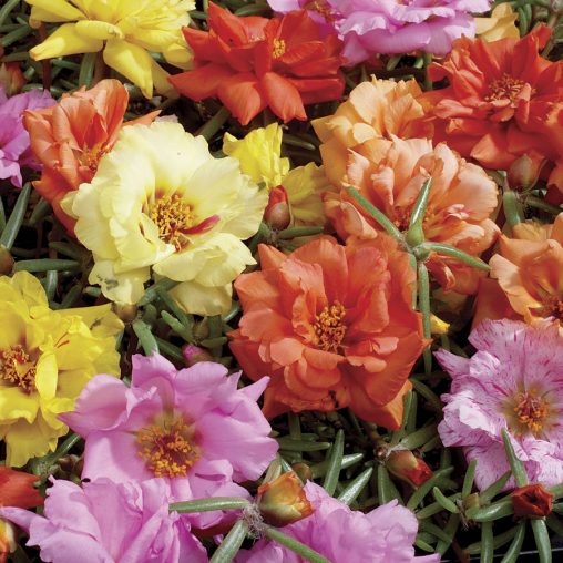 Sundial Hybrid Mix Moss Rose Seeds - Image 2