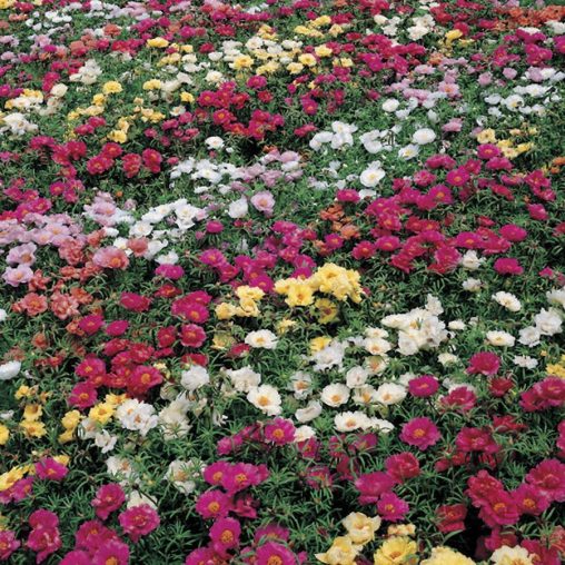 Sundial Hybrid Mix Moss Rose Seeds - Image 3