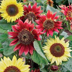 Sunflower Berries and Cream