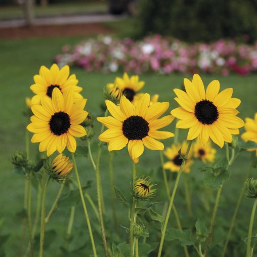 Sunny Babe Sunflower Seeds - Image 3