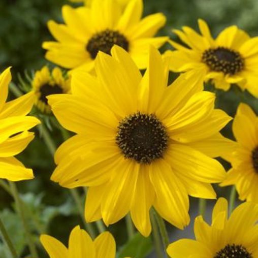 Sunny Babe Sunflower Seeds - Image 4