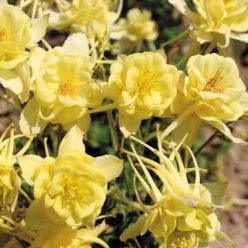 Sunshine Columbine Seeds