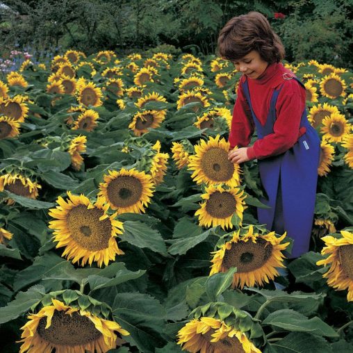 Sunspot Sunflower Seeds - Image 3