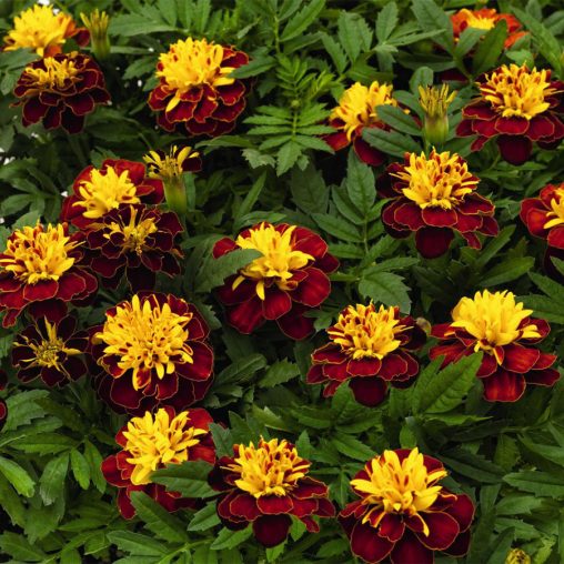 Super Hero Spry Marigold Seeds - Image 2
