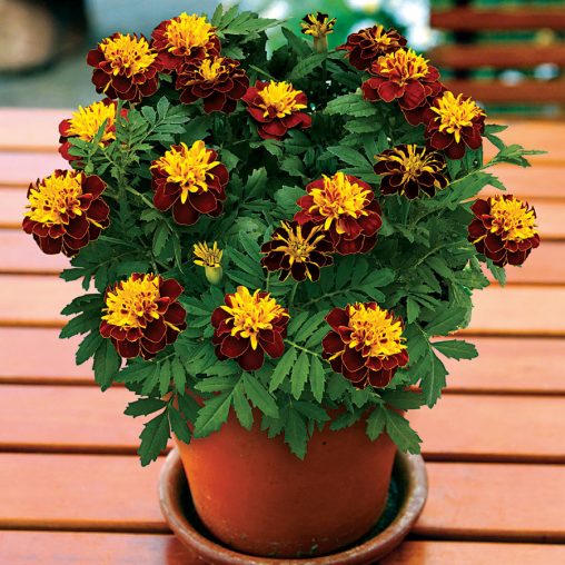 Super Hero Spry Marigold Seeds - Image 3