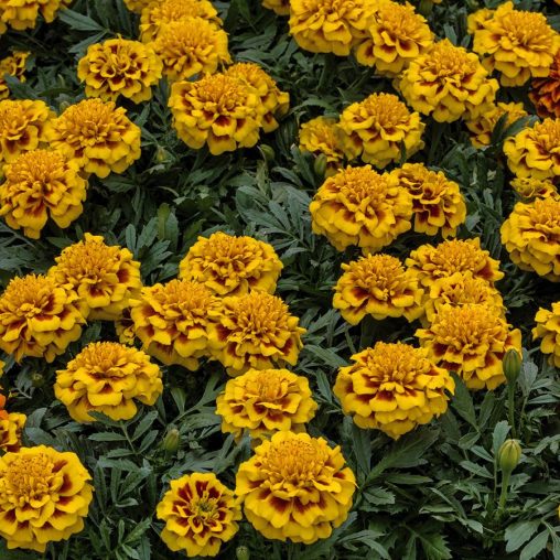 Super Hero Yellow Bee Marigold Seeds - Image 3