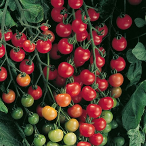 Supersweet 100 Hybrid Tomato Seeds - Image 3