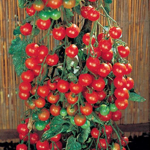 Supersweet 100 Hybrid Tomato Seeds - Image 4