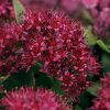 Surrender Red Sedum