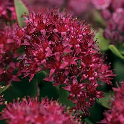 Surrender Red Sedum