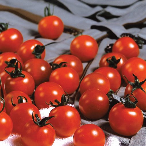 Sweet Million Hybrid Tomato Seeds - Image 3