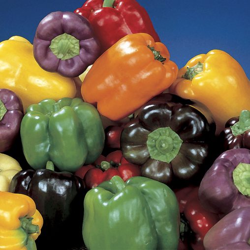 Sweet Rainbow Mix Pepper Seeds - Image 3