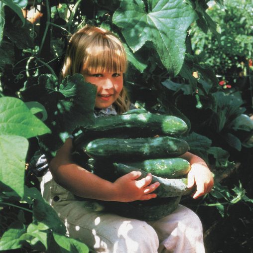 Sweet Success Hybrid Cucumber Seeds - Image 3