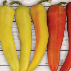 Sweet Sunset Hybrid Pepper Seeds