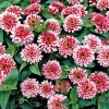 Swizzle Cherry and Ivory Zinnia Seeds
