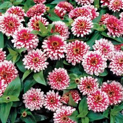 Swizzle Cherry and Ivory Zinnia Seeds