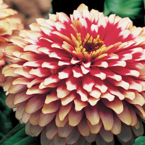 Swizzle Cherry and Ivory Zinnia Seeds - Image 3