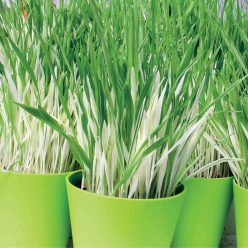 Tabby Cat Grass