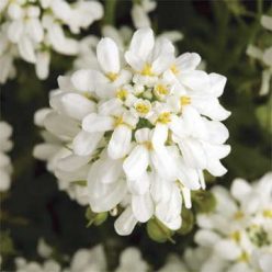 Tahoe Candytuft Seeds