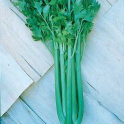 Tango Hybrid Celery Seeds