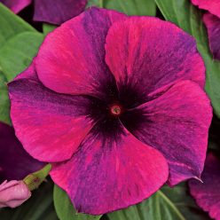 Tattoo Black Cherry Vinca Seeds