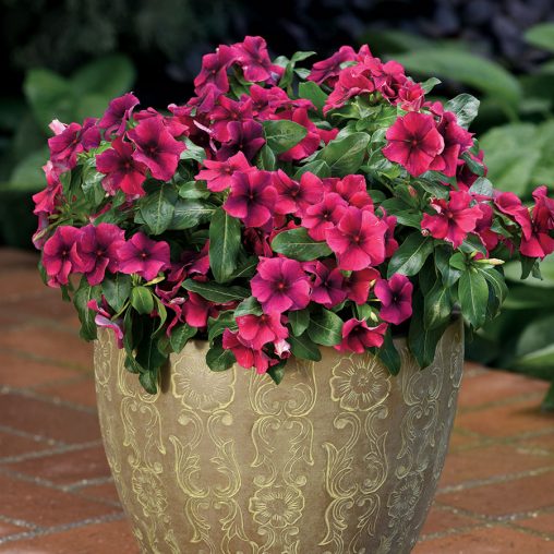 Tattoo Black Cherry Vinca Seeds - Image 3