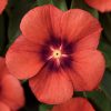 Tattoo Tangerine Vinca Seeds
