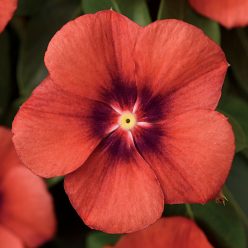 Tattoo Tangerine Vinca Seeds