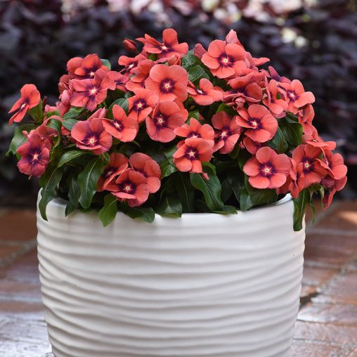 Tattoo Tangerine Vinca Seeds - Image 3