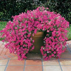 Tidal Wave Hot Pink Hybrid Petunia Seeds