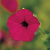Tidal Wave Purple Hybrid Petunia Seeds