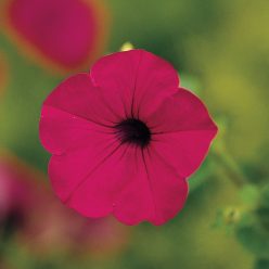 Tidal Wave Purple Hybrid Petunia Seeds