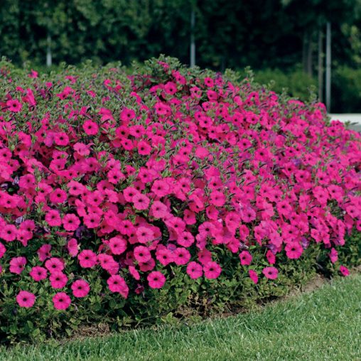 Tidal Wave Purple Hybrid Petunia Seeds - Image 3
