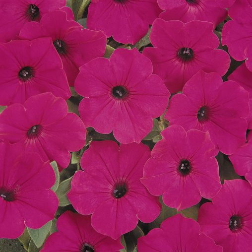 Tidal Wave Purple Hybrid Petunia Seeds - Image 4