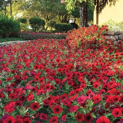 Tidal Wave Red Velour Petunia Seeds