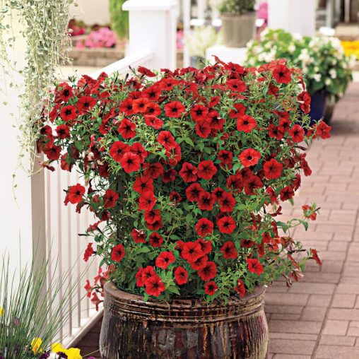 Tidal Wave Red Velour Petunia Seeds - Image 4