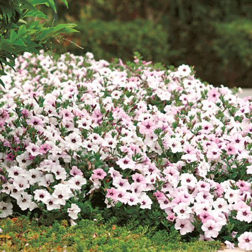 Tidal Wave Silver Petunia Seeds - Image 2