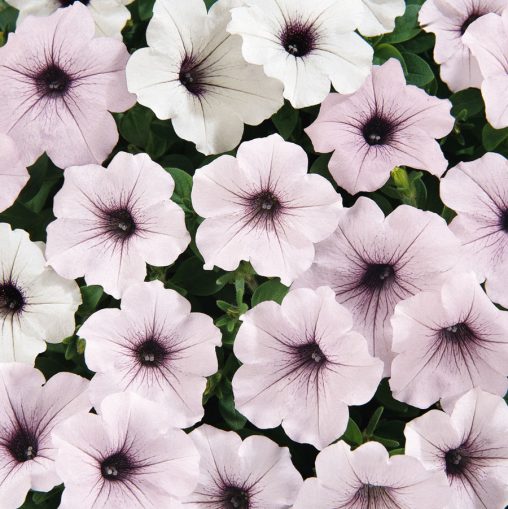 Tidal Wave Silver Petunia Seeds - Image 3