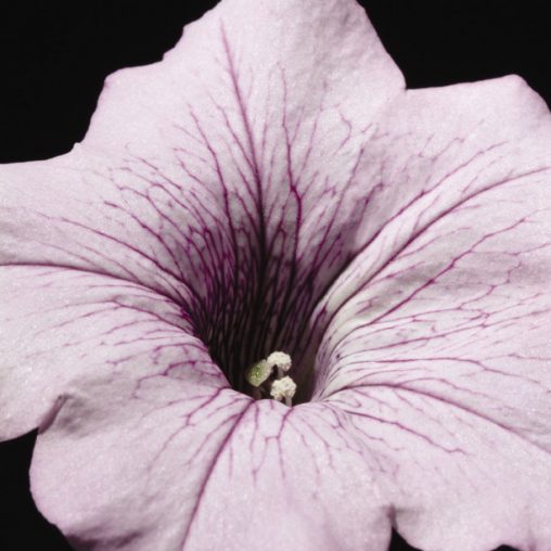 Tidal Wave Silver Petunia Seeds - Image 4