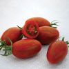 Tomato Bronze Torch F1