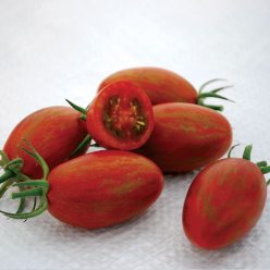 Tomato Bronze Torch F1