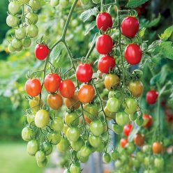 Tomato Celano F1