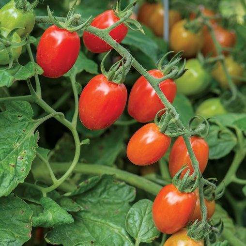 Tomato Celano F1 - Image 3