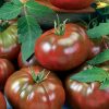 Tomato Chef's Choice Black