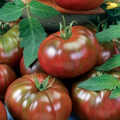 Tomato Chef's Choice Black