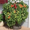 Tomato Cherry Fountains