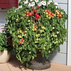 Tomato Cherry Fountains