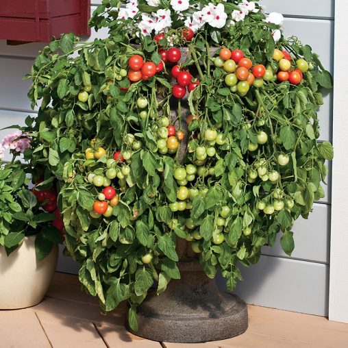 Tomato Cherry Fountains
